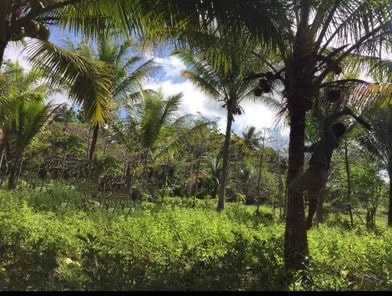 Lush greenery and peaceful environment residential /farm lot at Brgy Cabog, Clarin, Bohol — Residential Lot in Bohol, Philippines — Photo 3