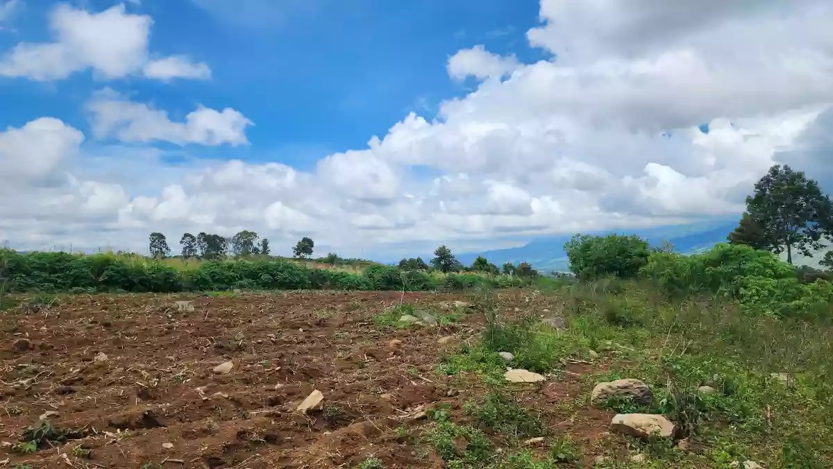 1.6 hectares Farm Lot for Sale in Basak, Lantapan, Bukidnon — Agricultural Lot in Lantapan, Bukidnon, Philippines — Photo 5
