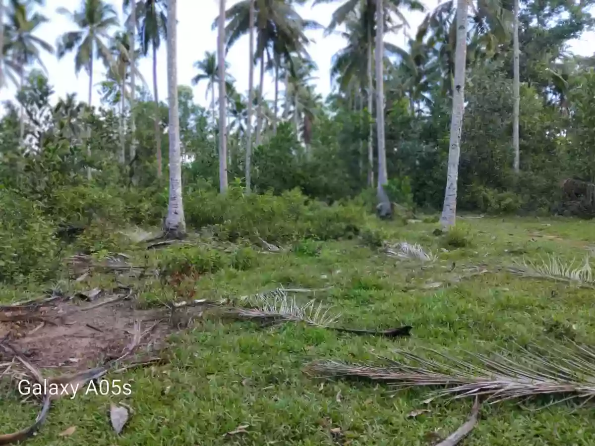 Land for Sale(100%FlatLand) — Residential Lot in Guimaras, Philippines — Photo 6