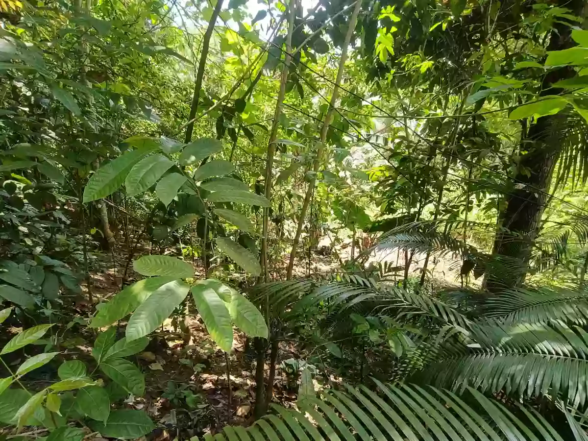 Lot For Sale in Consolacion — Agricultural Lot in Cabangahan Road, Consolacion, Cebu — Photo 6