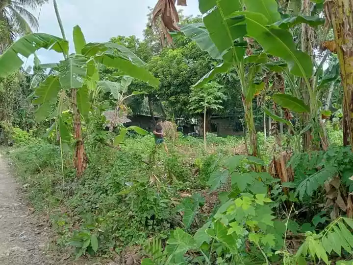 Residential Lot For Sale at Tak an. Tabuc Camalig Bato.Danao City — Residential Lot in Danao City, Cebu, Philippines — Photo 3