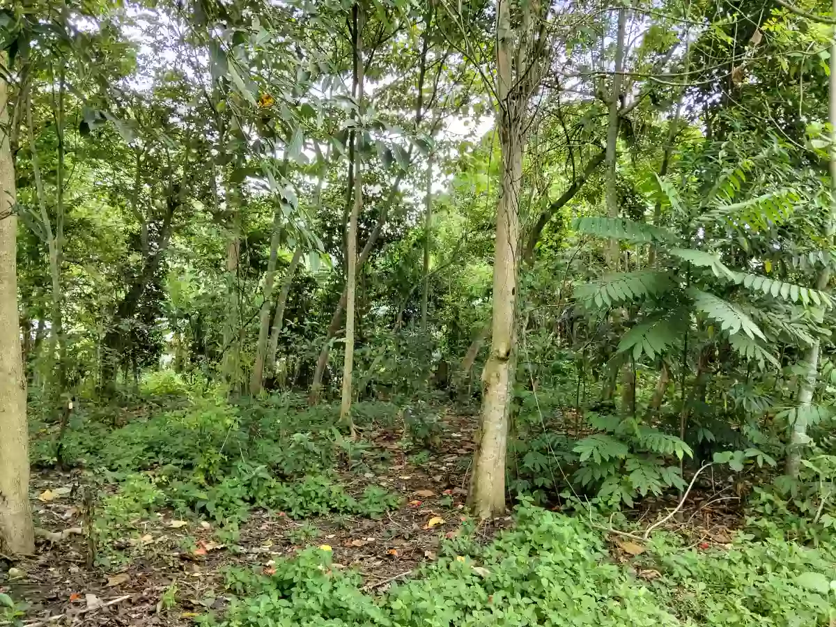 LOT — Residential Lot in Koronadal City, South Cotabato, Philippines — Photo 6