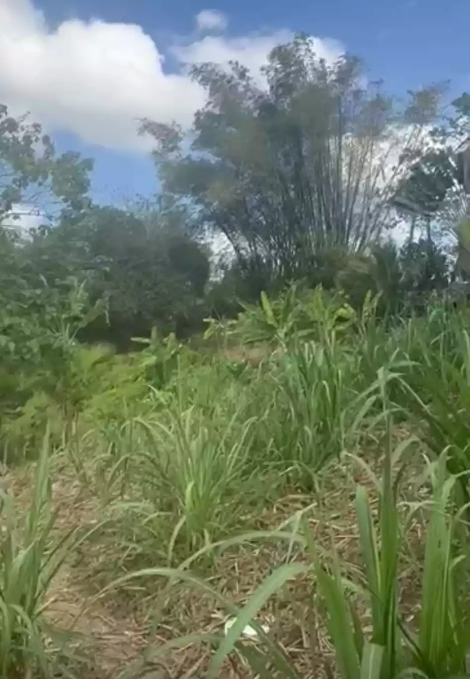3 Hectares Agricultural Land For Sale — Agricultural Lot in Janiuay, Iloilo, Philippines — Photo 5