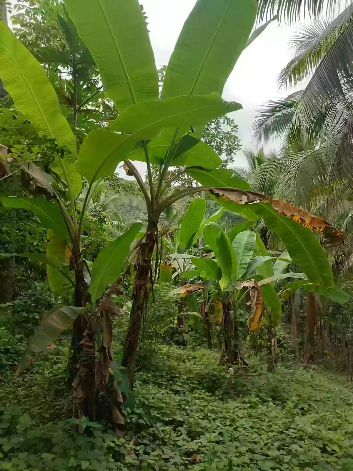 Coconut Farm For Sale Along Brgy. Road. With Overlooking sea view — Agricultural Lot in Plaridel, Quezon, Philippines — Photo 2