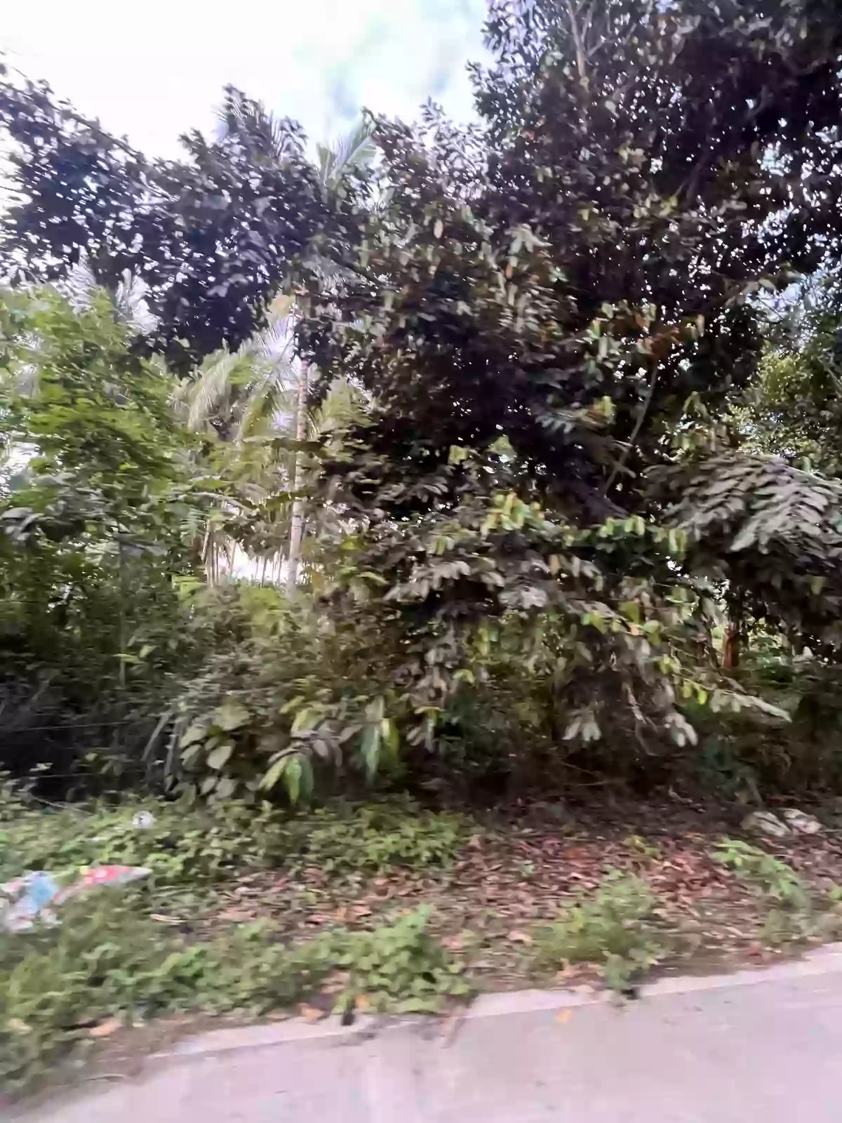 Limpjap Lot Property — Agricultural Lot in General Santos City, South Cotabato, Philippines — Photo 2