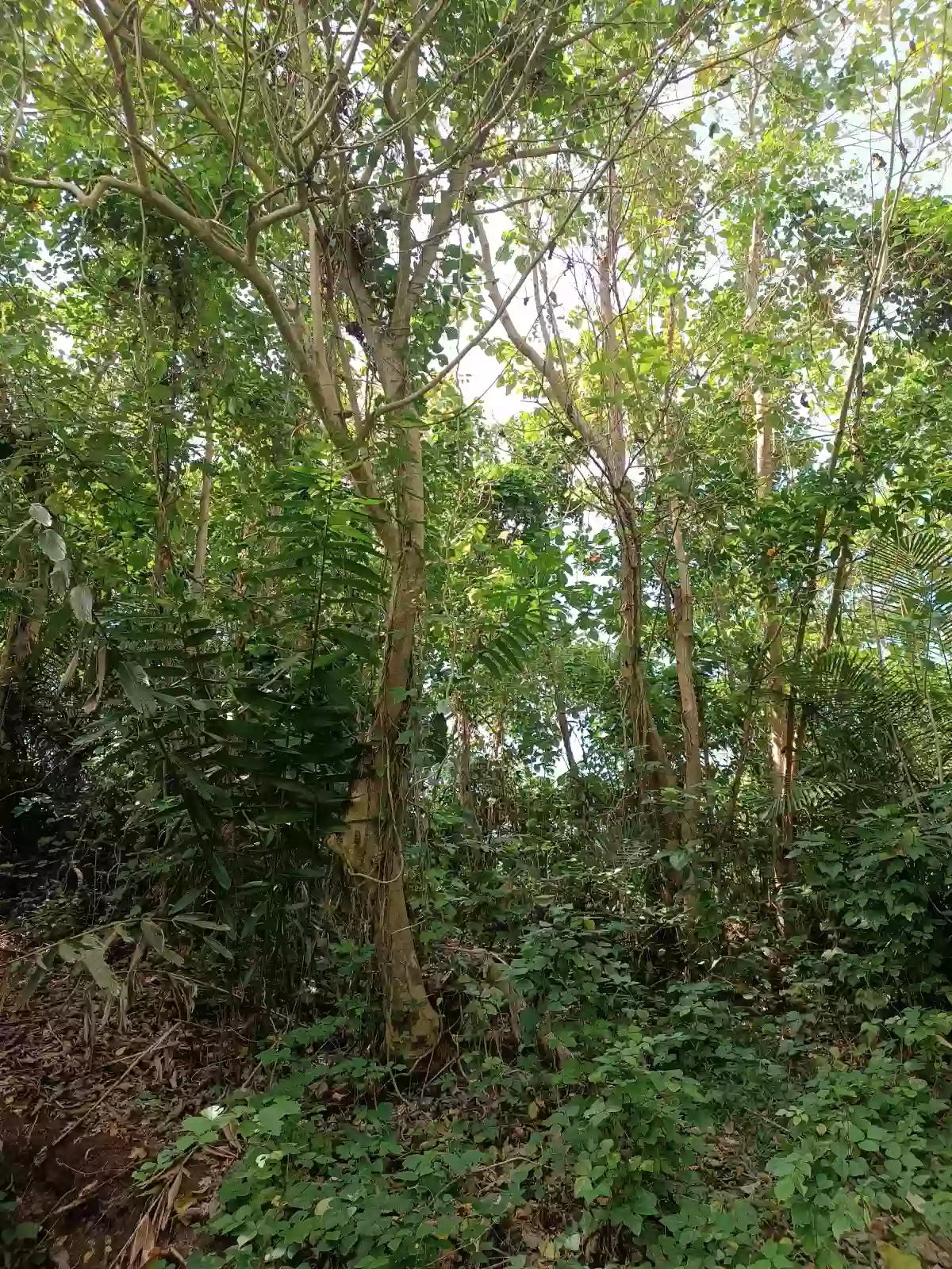 Coconut & Gemelina Farm Land In Ilosong Plaridel Quezon, 2.1hectares