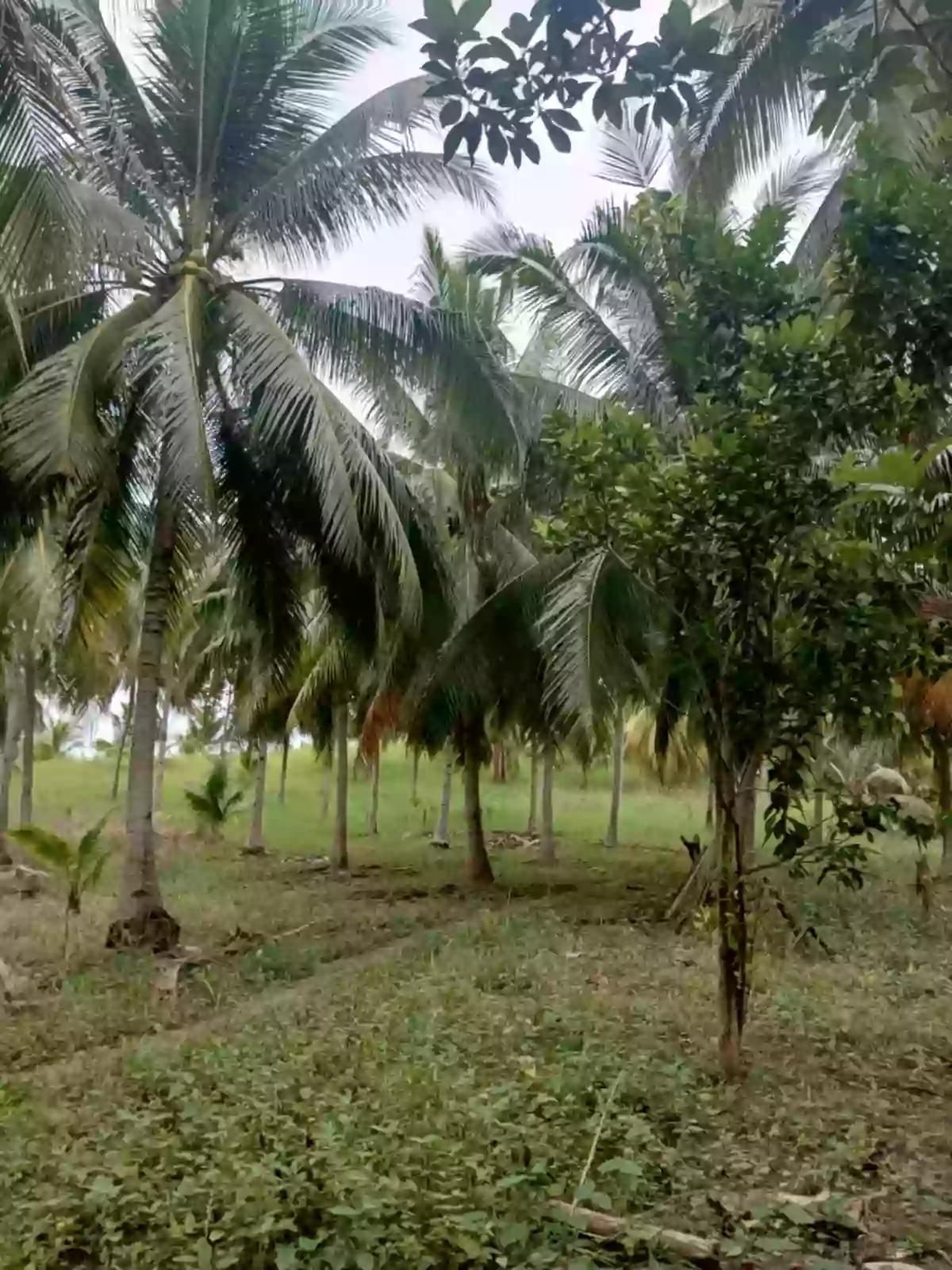 OVERLOOKING FARM LOT FOR SALE — Agricultural Lot in Barangay, Alabel, Sarangani — Photo 2