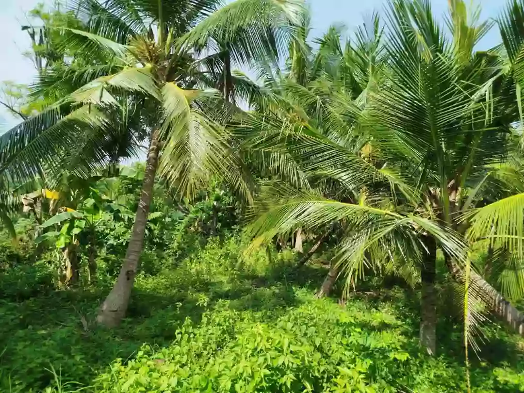 Agricultural lot with 2 house in Dumanjug — Agricultural Lot in Dumanjug, Cebu, Philippines — Photo 2