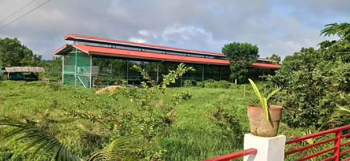 Farm Lot for Sale in Sogod, Cebu — Agricultural Lot in Sogod, Cebu, Philippines — Photo 3