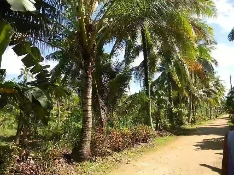 AGRICULTURAL LOT FOR SALE IN CAMOTES — Agricultural Lot in San Francisco, Cebu, Philippines — Photo 2