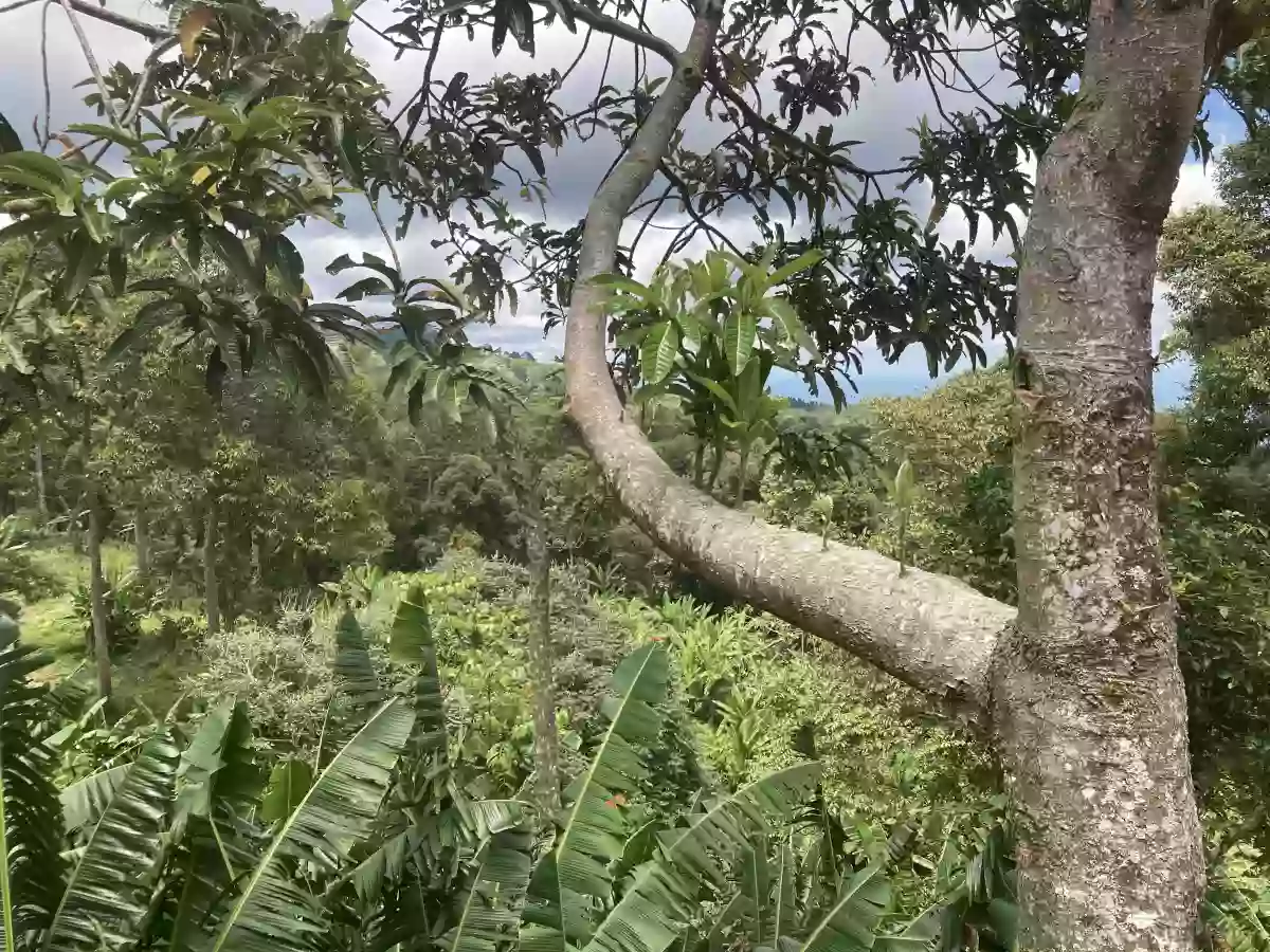 LOT FOR SALE IN SIRAWAN TORIL — Residential Lot in Toril, Davao City, Davao del Sur — Photo 5