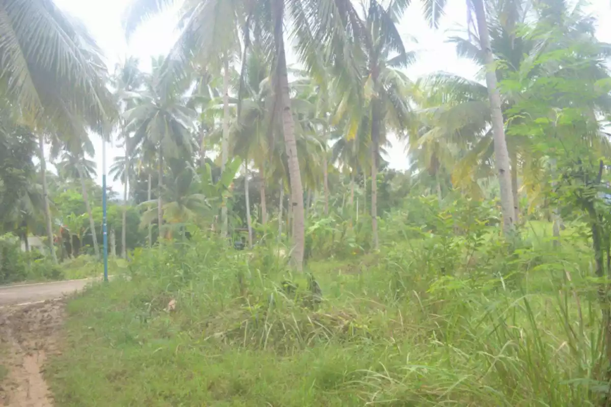Farm Lot For Sales @ Brgy. Lamak, Dumanjug, Cebu — Agricultural Lot in Dumanjug, Cebu, Philippines — Photo 4