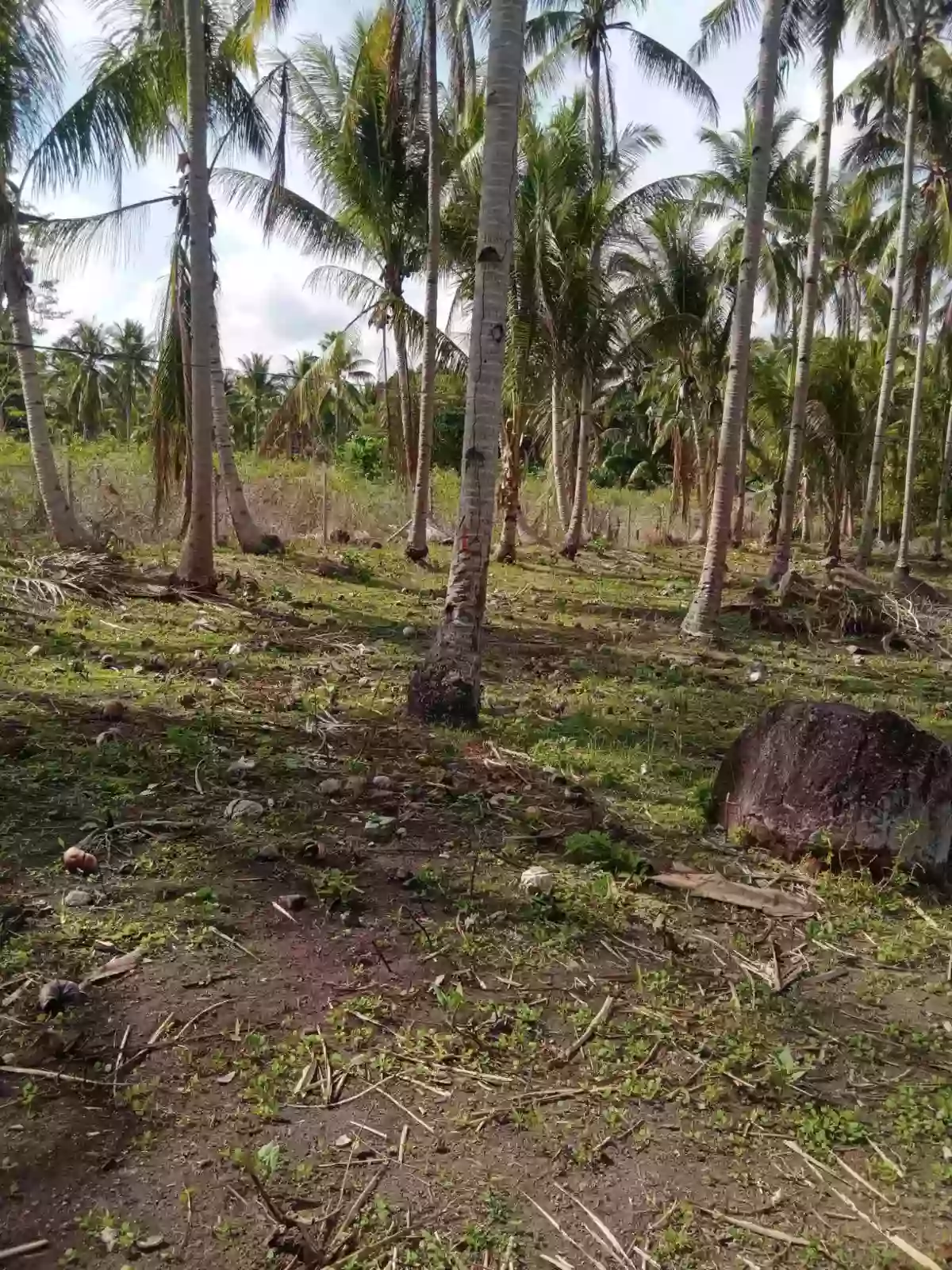 Lot for Sale — Residential Lot in Dauin, Negros Oriental, Philippines — Photo 3