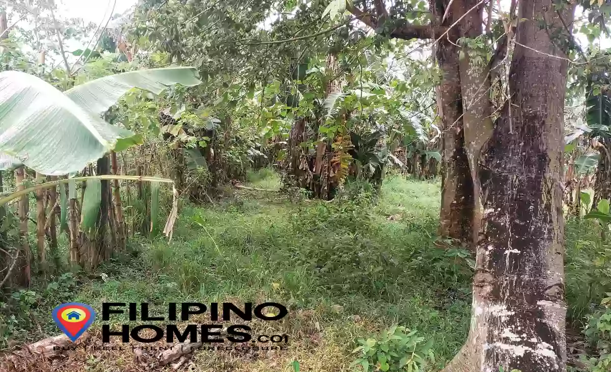 Agricultural Lot for Sale!! — Agricultural Lot in Naga, Camarines Sur, Philippines — Photo 5
