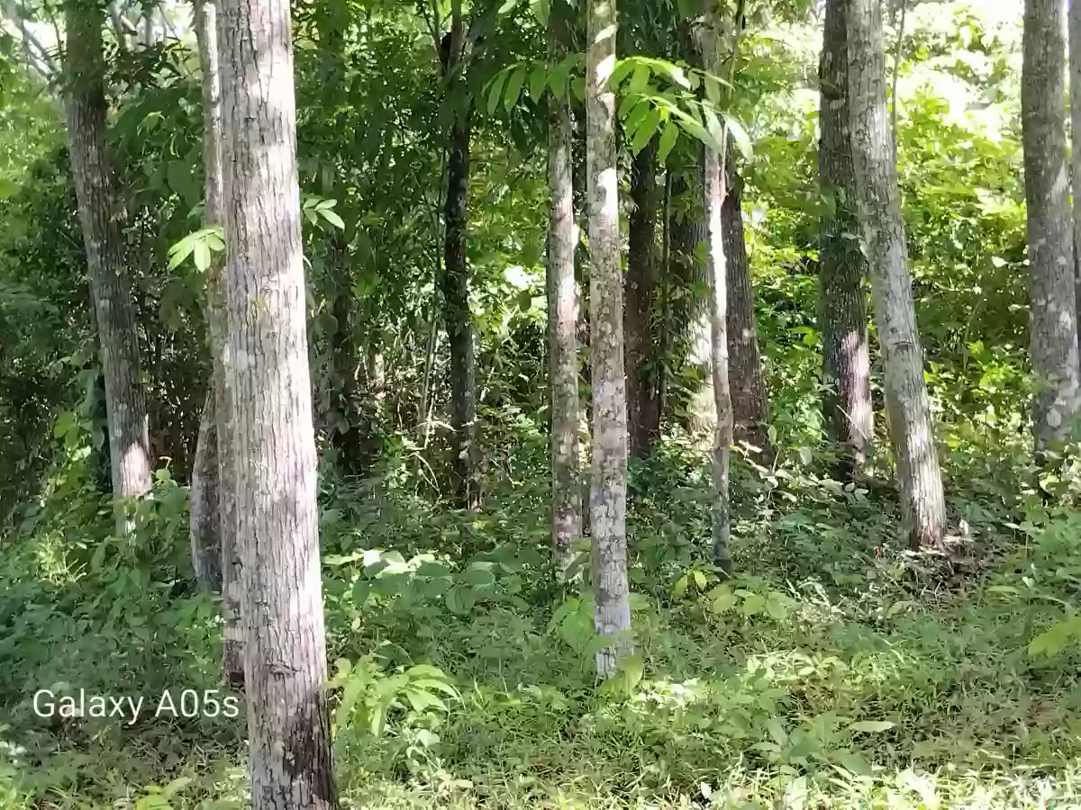 Land for Sale (10Hectares) — Agricultural Lot in Guimaras, Philippines — Photo 4