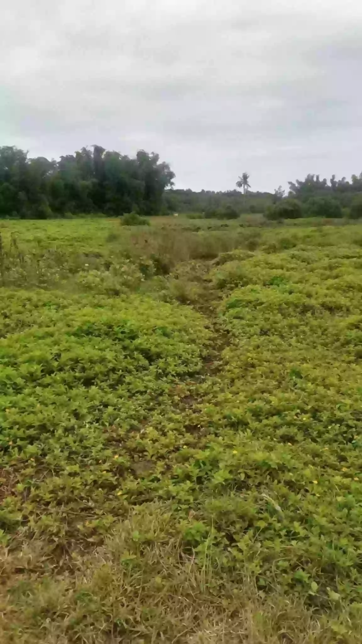 Lot For Rush Sale- Poblacion Daanbantayan