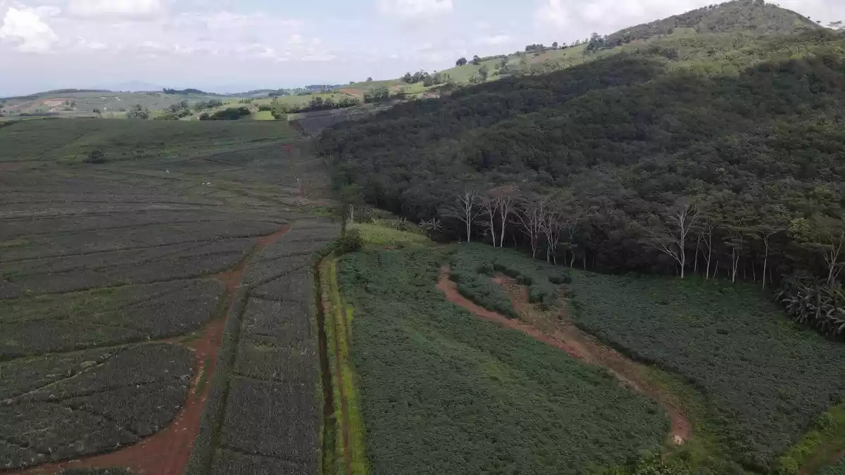 Agricultural Lot in Bukidnon for Sale — Agricultural Lot in Valencia City, Bukidnon, Philippines — Photo 3