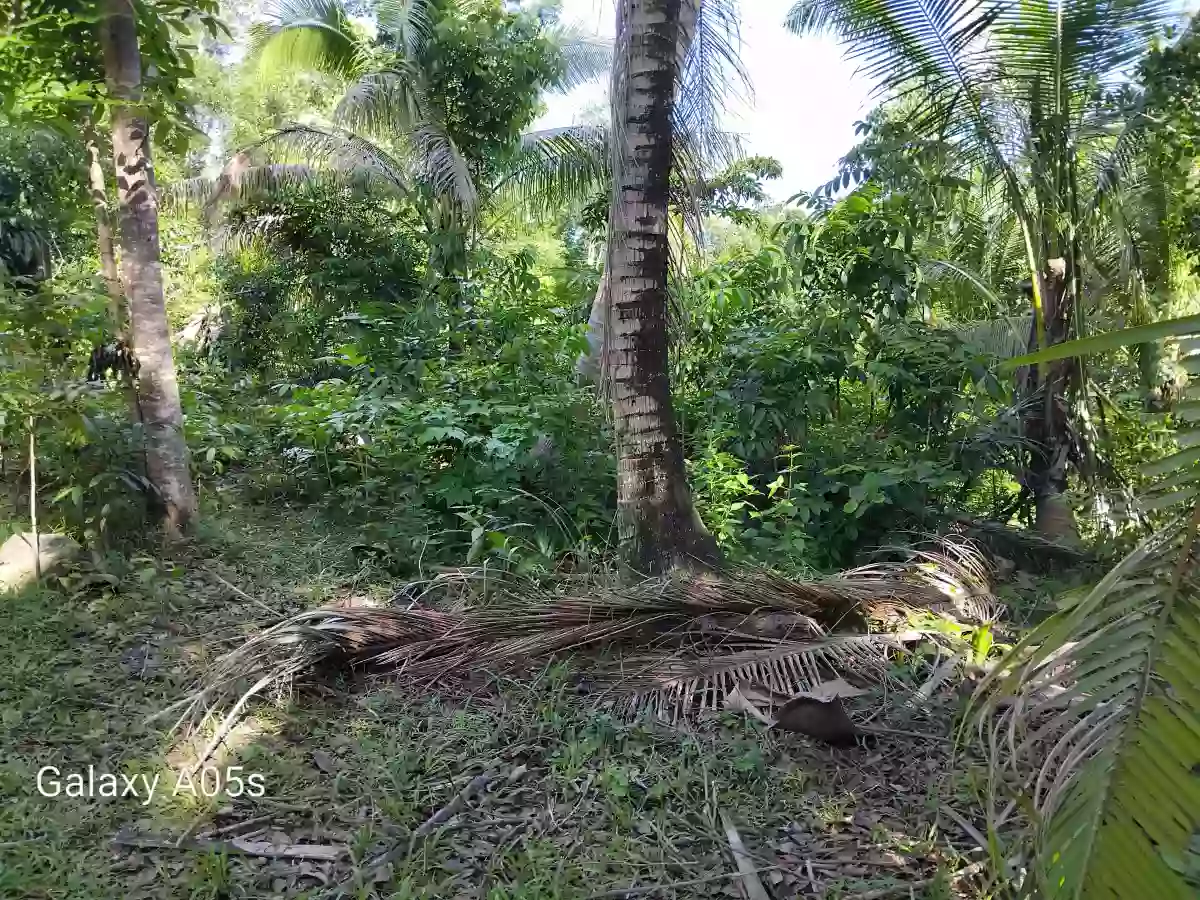 Land for Sale — Agricultural Lot in Guimaras, Philippines — Photo 5