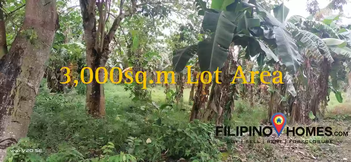 Agricultural Lot for Sale!! — Agricultural Lot in Naga, Camarines Sur, Philippines — Photo 2