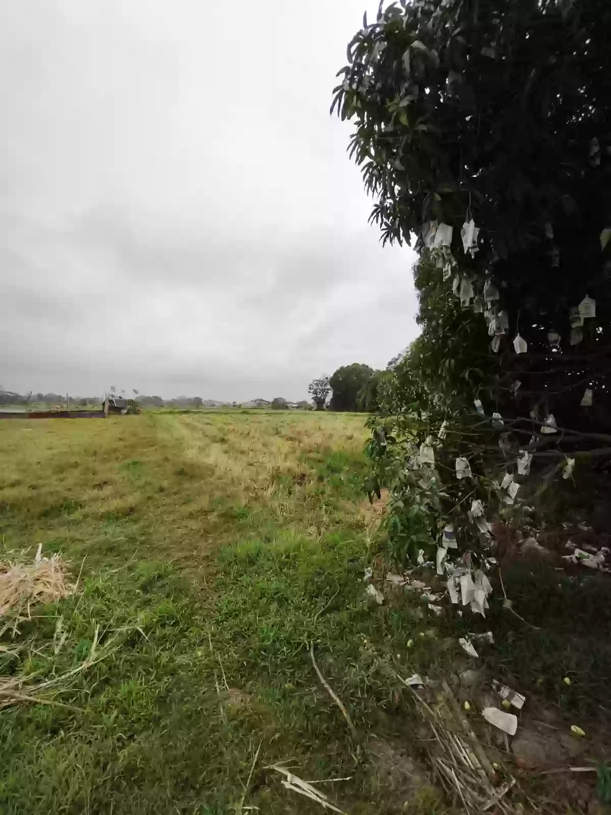 FARM LOT with Mango trees for sale in Oton, Iloilo — Agricultural Lot in Oton, Iloilo, Philippines — Photo 5