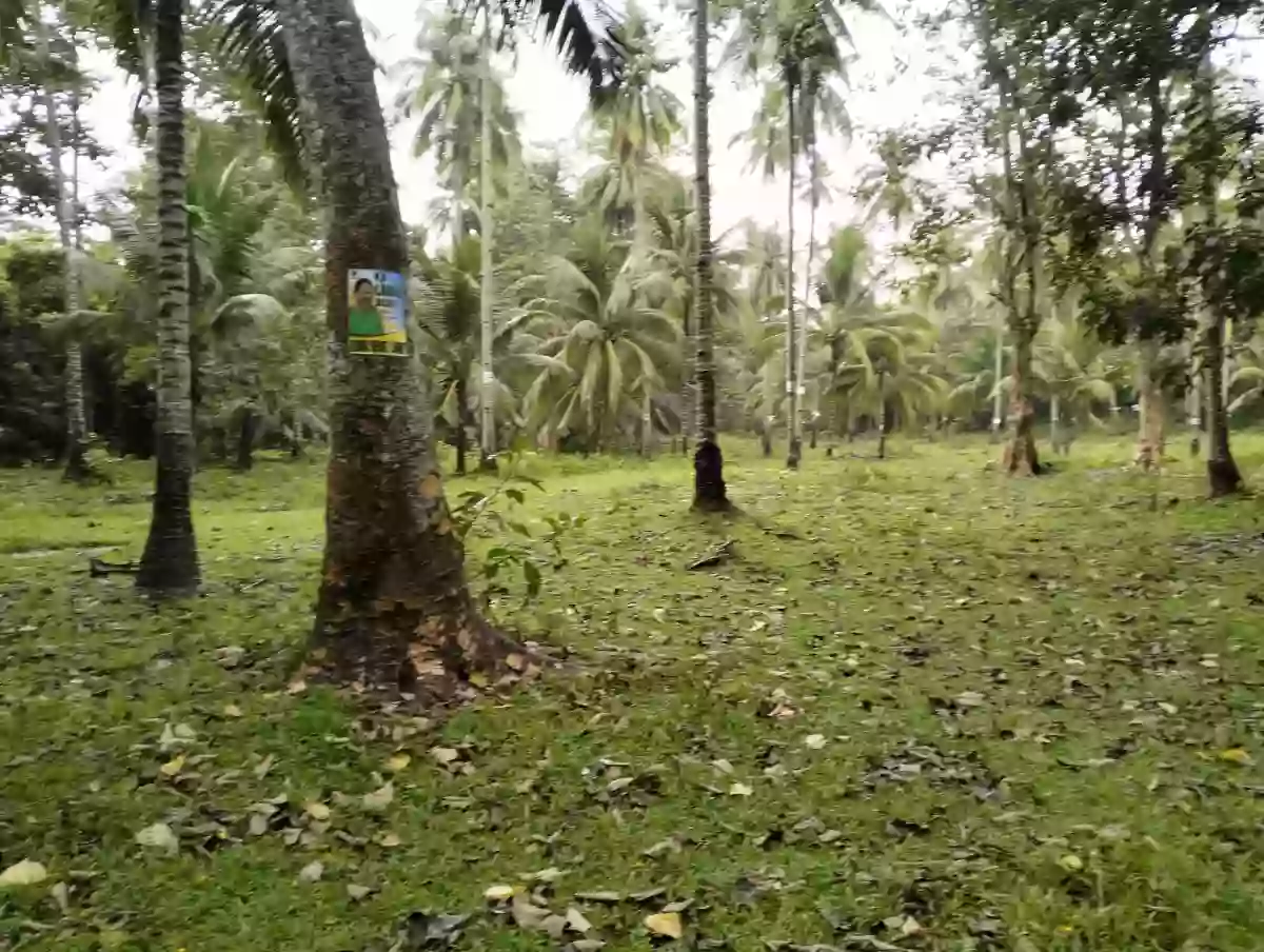 LOT FOR SALE – Tubod, Bacong, Negros Oriental@Php 500 per sq. — Agricultural Lot in Bacong, Negros Oriental, Philippines — Photo 4