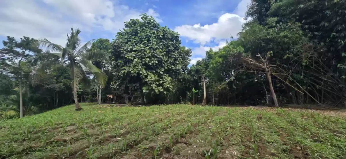 ORMOC FARM LOT FOR SALE — Agricultural Lot in Ormoc City, Leyte, Philippines — Photo 6