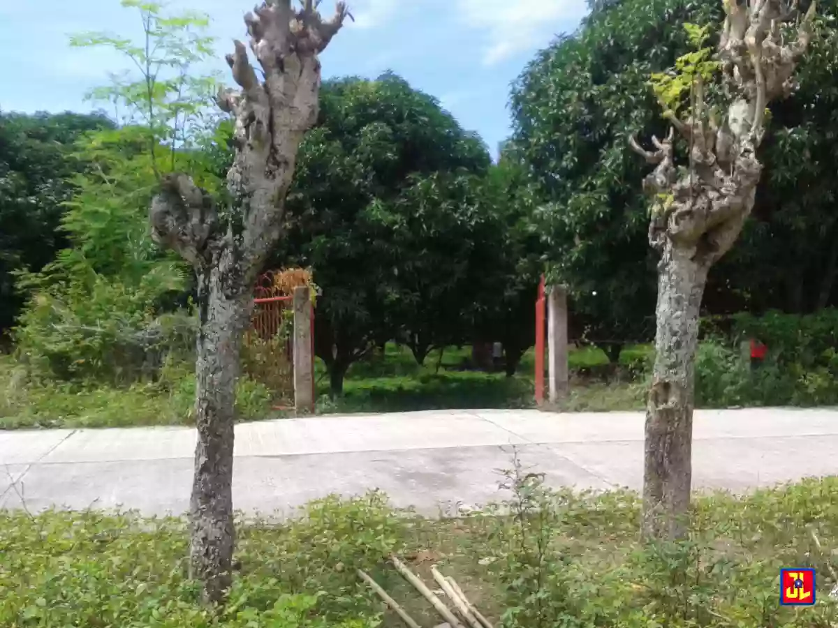 Sacrifice Sale from P2,000/sqm to P1,500/sqm Mango Farm in Calangag, Bacong [available] — Agricultural Lot in Negros Oriental, Philippines — Photo 3