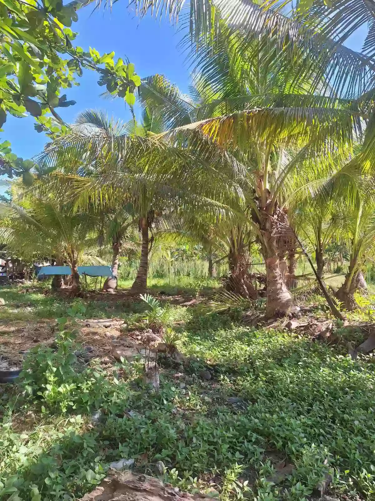 Lot only for SALE — Agricultural Lot in Carmen, Cebu, Philippines — Photo 3