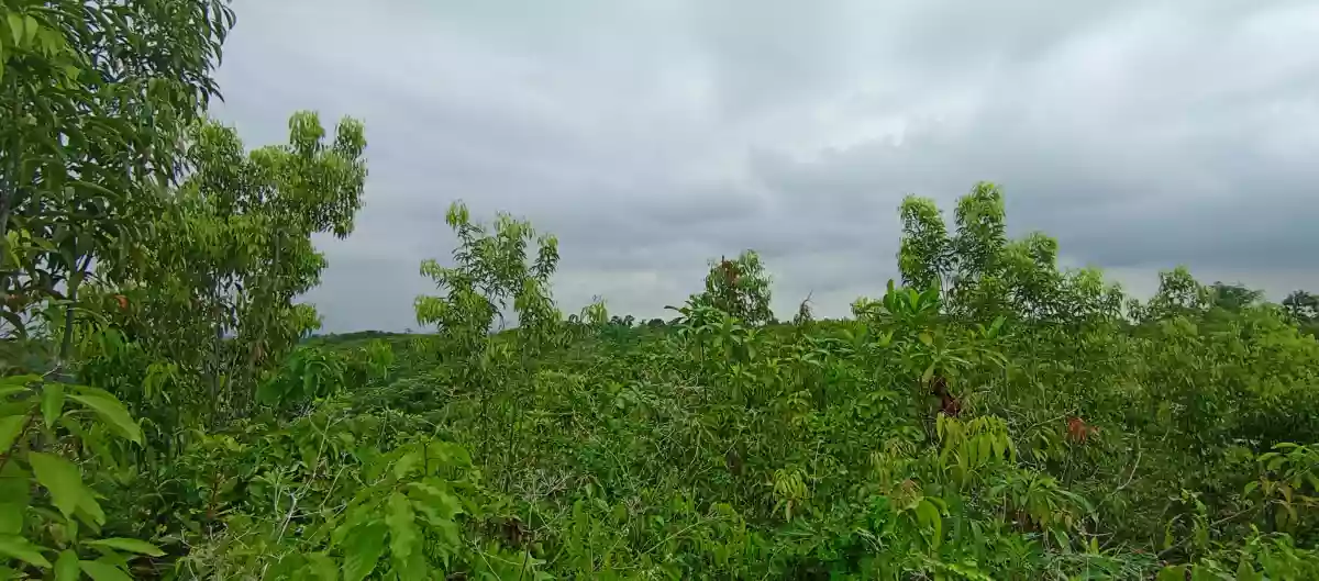 Lot For Sale in Sitio Libo, San Roque, Liloan Cebu — Agricultural Lot in Camino Vicinal Road, libho, Liloan — Photo 3