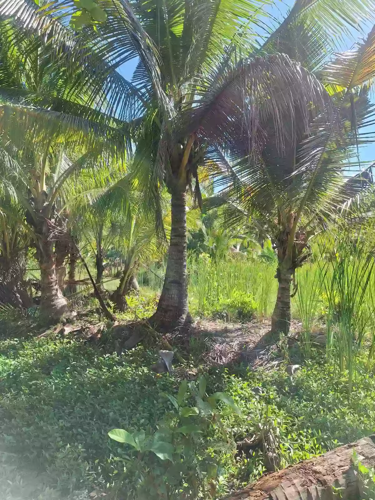 Lot only for SALE — Agricultural Lot in Carmen, Cebu, Philippines — Photo 4