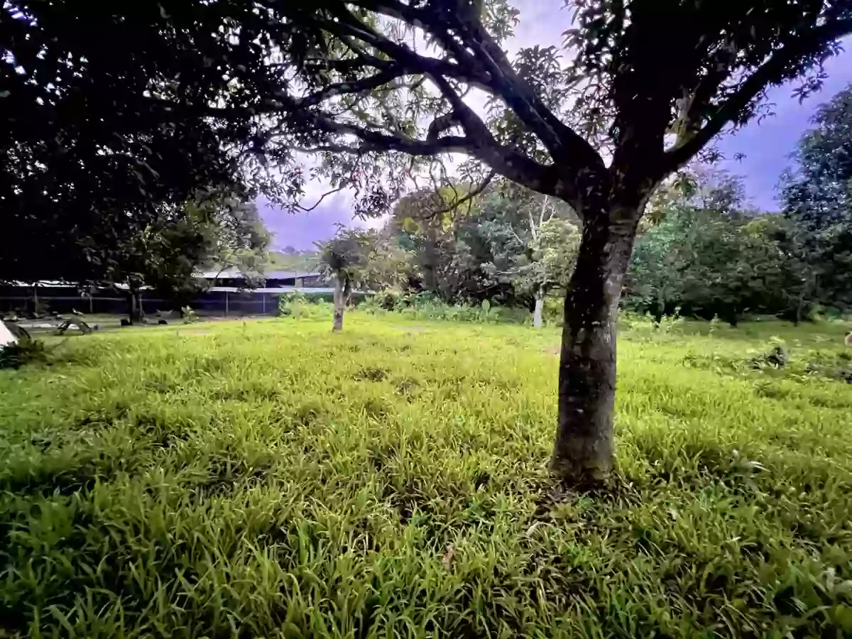 Prime Investment Opportunity in BINALIW, CEBU CITY