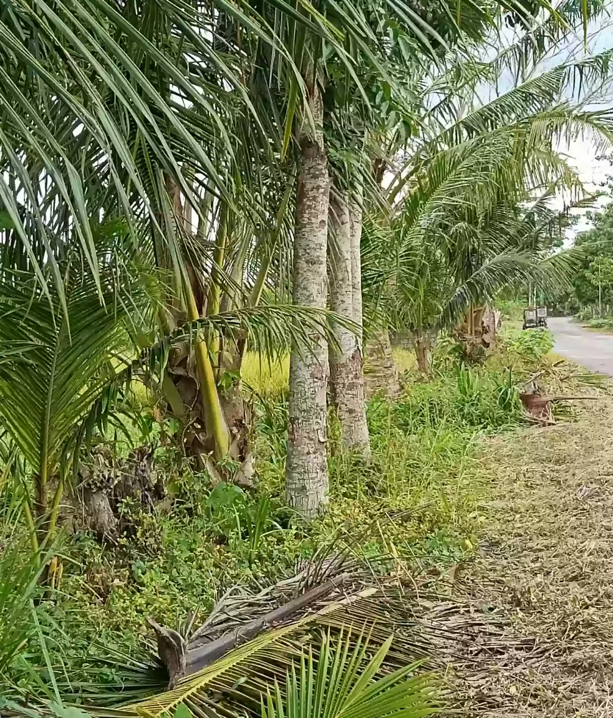 Lot for Sale — Agricultural Lot in Milaor, Camarines Sur, Philippines — Photo 4