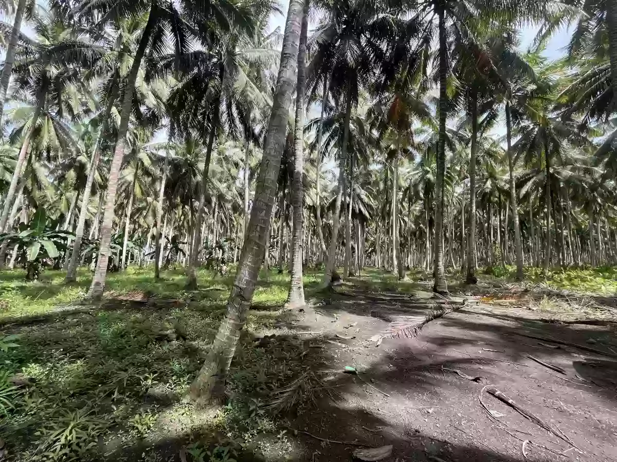 Ligaya lot — Agricultural Lot in 1, General Santos City, South Cotabato — Photo 2