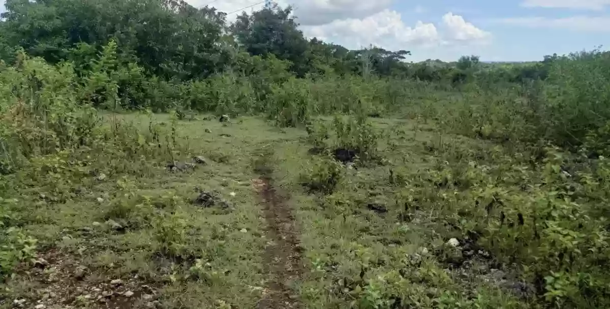 Titled Lot in Guadalupe, Bogo City - RUSH SALE! — Residential Lot in Lawis, Bogo City, Cebu — Photo 5