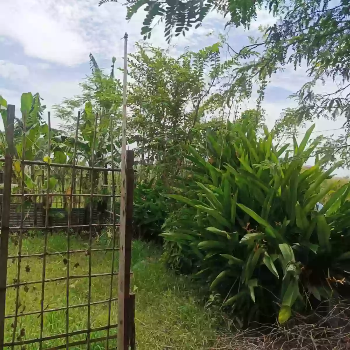 Urdaneta Lot For Sale! Near PSU Urdaneta