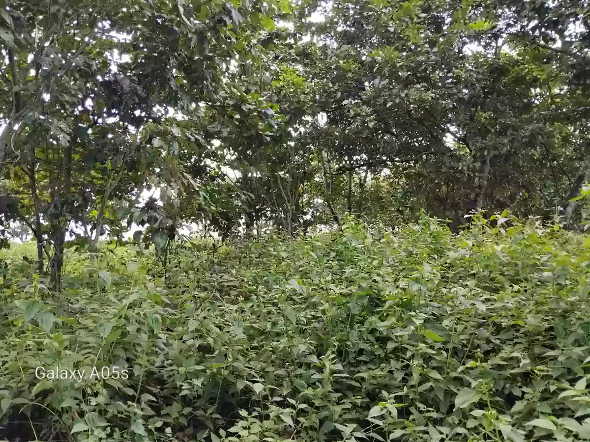 Beach Front Property For Sale (Hinoba-an) — Beach Lot in Negros Occidental, Philippines — Photo 5