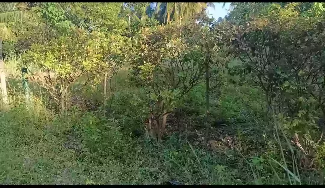 Exclusive Beachfront Property in Samal: Your Private Paradise Awaits — Beach Lot in Island Garden City of Samal, Davao del Norte, Philippines — Photo 7