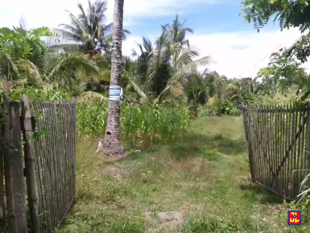 Rush Sale Lots in Sacsac, Bacong [available] — Agricultural Lot in Negros Oriental, Philippines — Photo 4