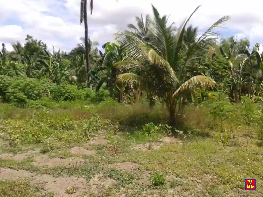Rush Sale Lots in Sacsac, Bacong [available] — Agricultural Lot in Negros Oriental, Philippines — Photo 3