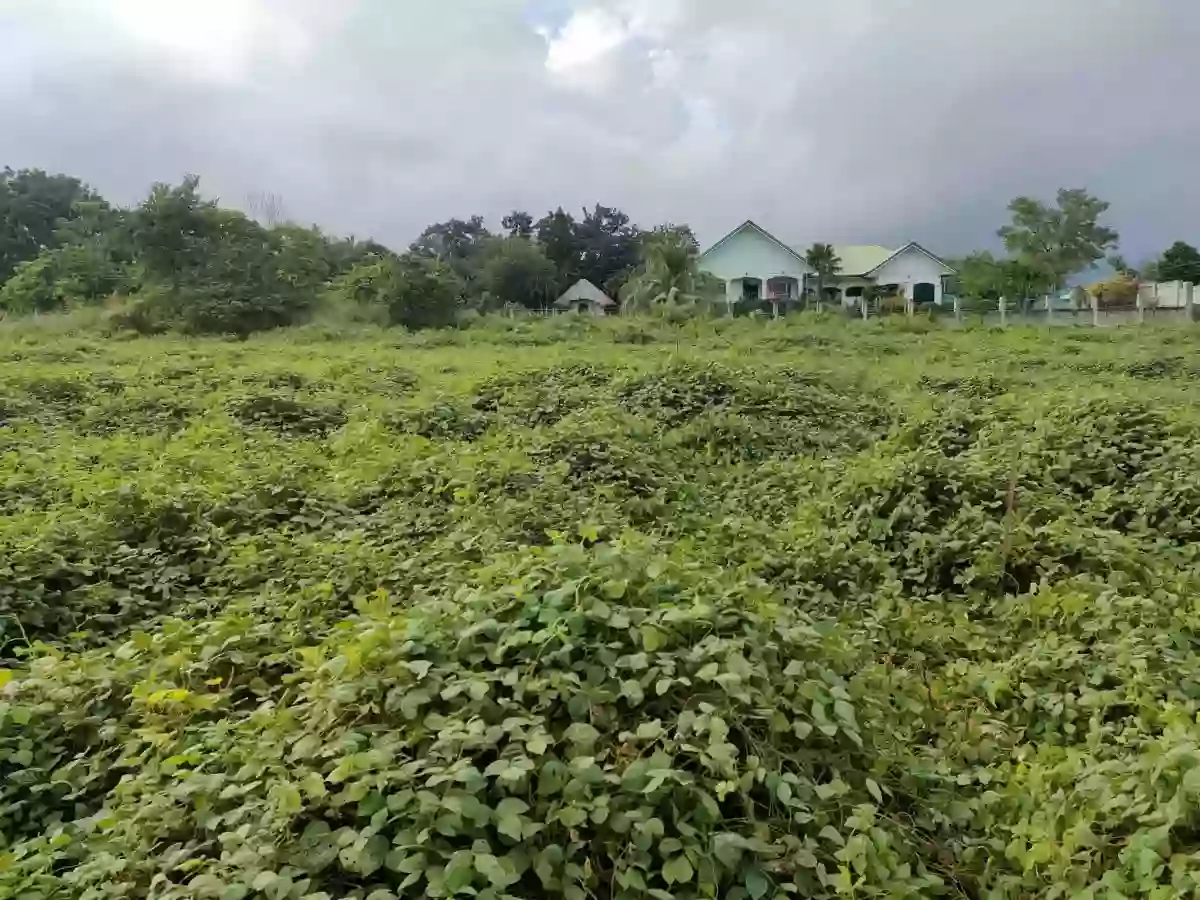Lot for Sale in Balugo Sibulan — Residential Lot in Sibulan, Negros Oriental, Philippines — Photo 7