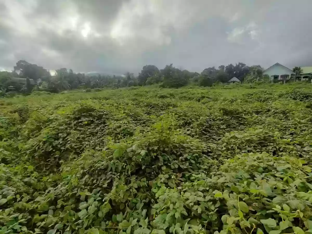 Lot for Sale in Balugo Sibulan — Residential Lot in Sibulan, Negros Oriental, Philippines — Photo 3
