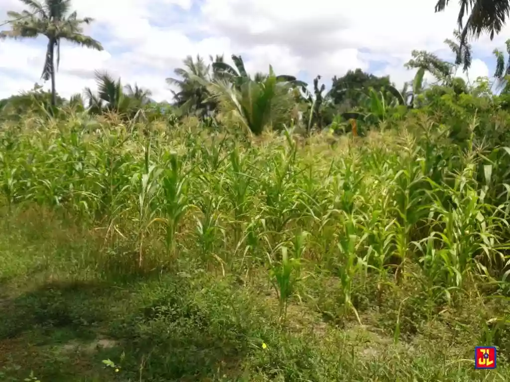 Rush Sale Lots in Sacsac, Bacong [available] — Agricultural Lot in Negros Oriental, Philippines — Photo 2