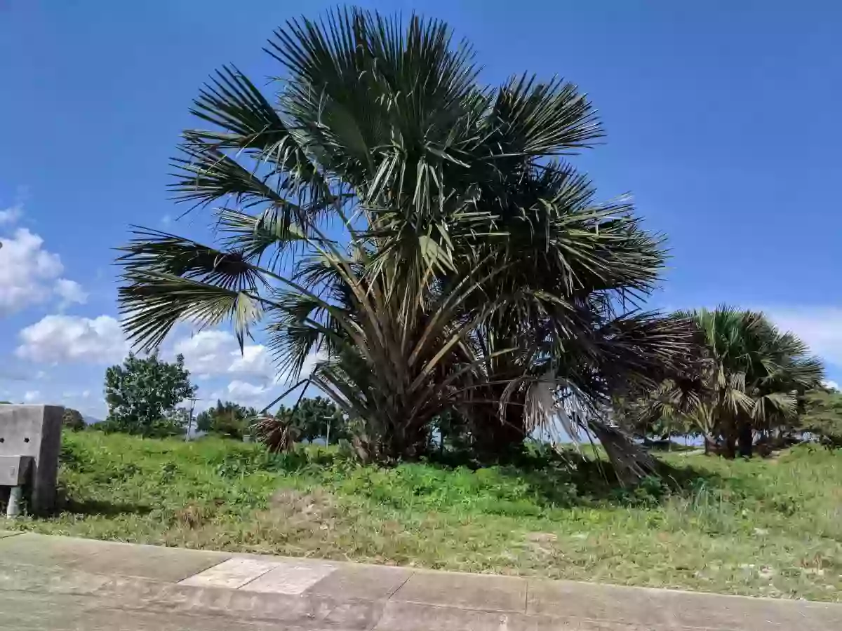 AMARA NORTH LILOAN LOT FOR SALE — Residential Lot in Liloan, Cebu, Philippines — Photo 3