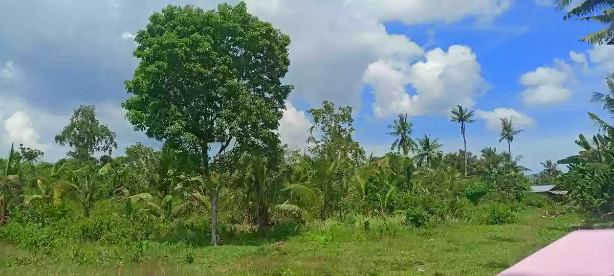 Rush For Sale Lot Only In Pinamungahan Cebu Along the Road — Residential Lot in Cebu, Philippines — Photo 7