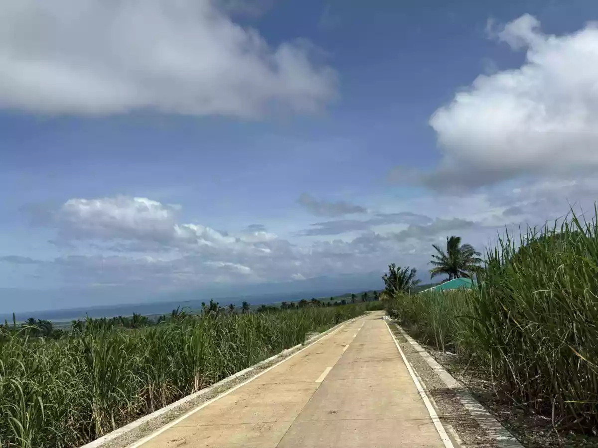 Agricultural Lot For Sale 2 Hectares Jantianon, Amlan, Negros Oriental — Agricultural Lot in Amlan, Negros Oriental, Philippines — Photo 3