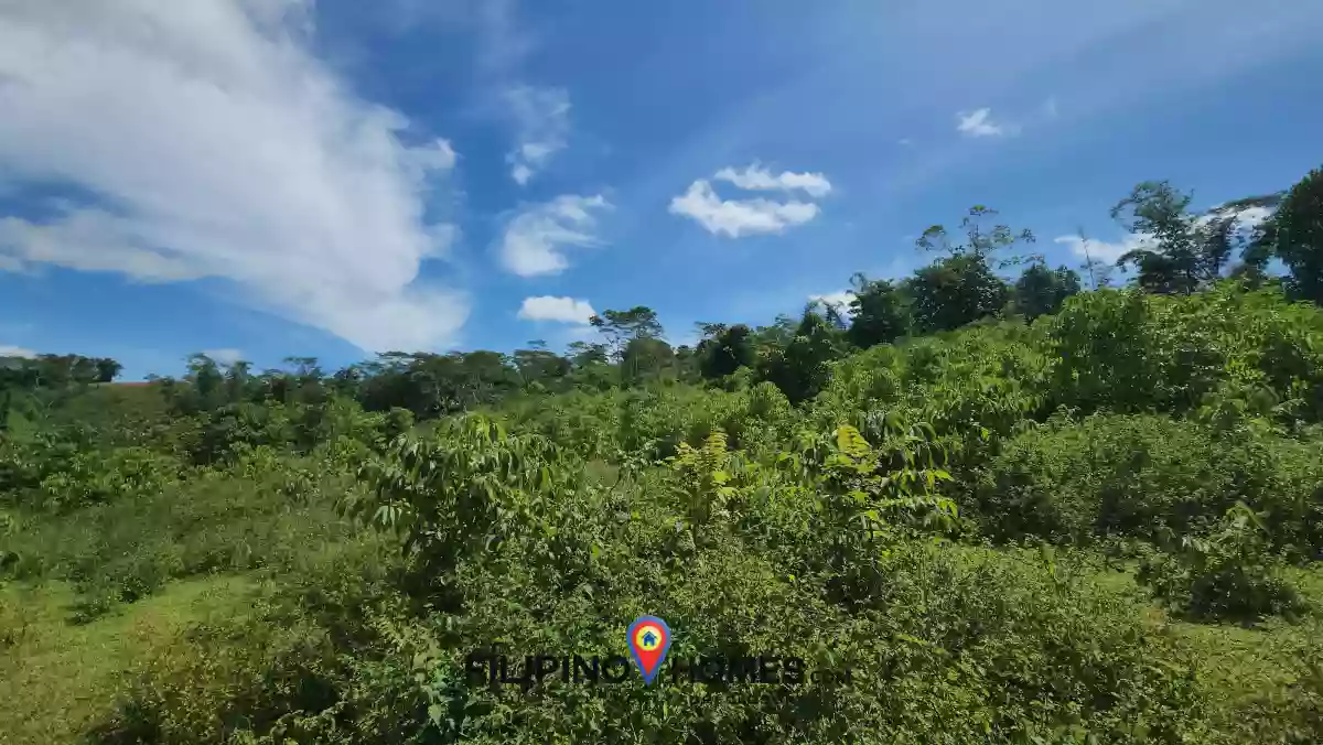 1.7 hectares Farm Lot for Sale in San Rafael, Talakag, Bukidnon — Agricultural Lot in Talakag, Bukidnon, Philippines — Photo 2
