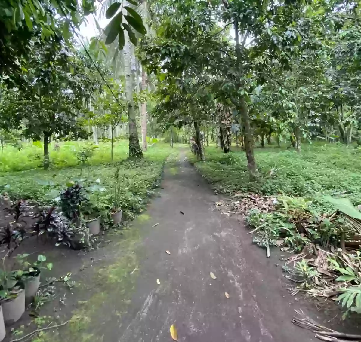 FARMLOT FOR SALE IN TUPI SOUTH COTABATO — Agricultural Lot in Tupi, South Cotabato, Philippines — Photo 4