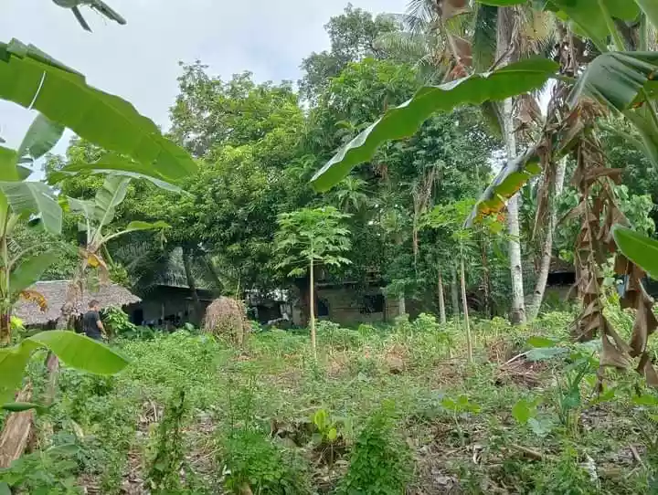 Residential Lot For Sale at Tak an. Tabuc Camalig Bato.Danao City — Residential Lot in Danao City, Cebu, Philippines — Photo 4