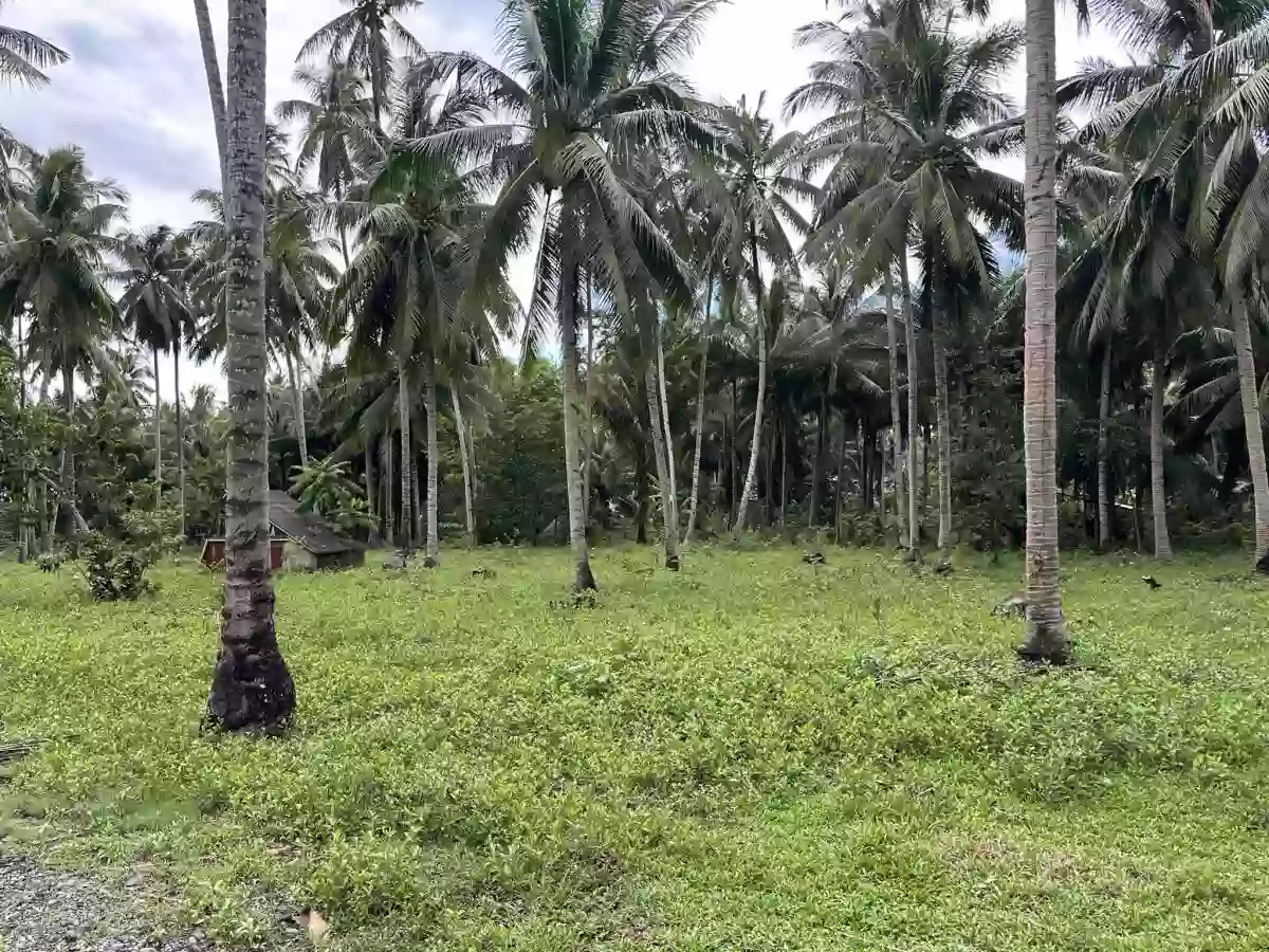 Baluntay Alabel Lot for Sale Good for Quarrying — Agricultural Lot in Alabel, Sarangani, Philippines — Photo 4