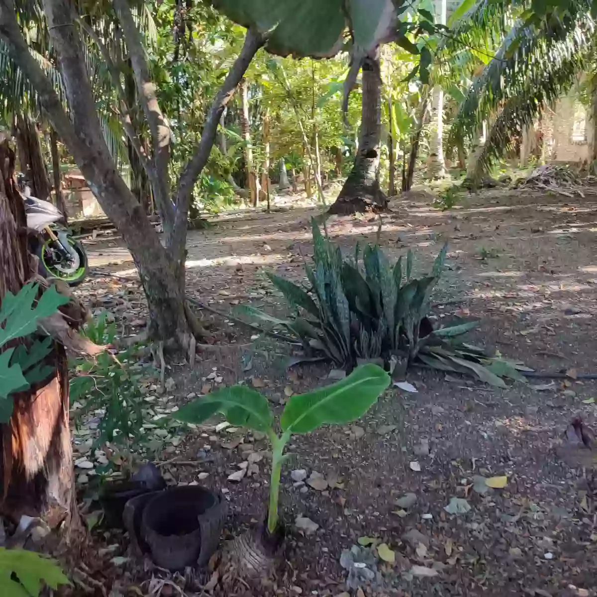 RESIDENTIAL LOT WITH BEACH FRONT — Residential Lot in San Remigio, Cebu, Philippines — Photo 3